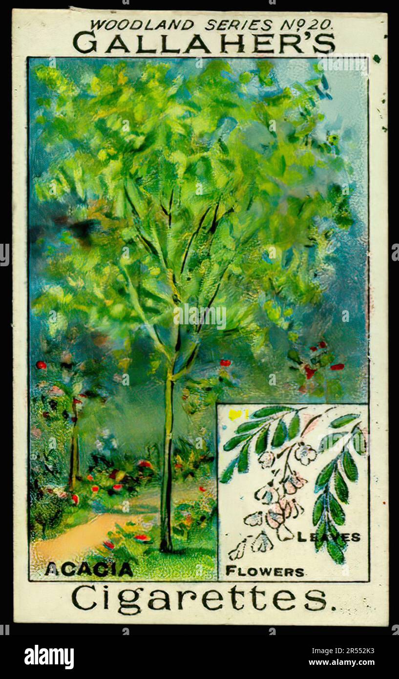 Acacia Tree Vintage Cigarette Card Stock Photo Alamy