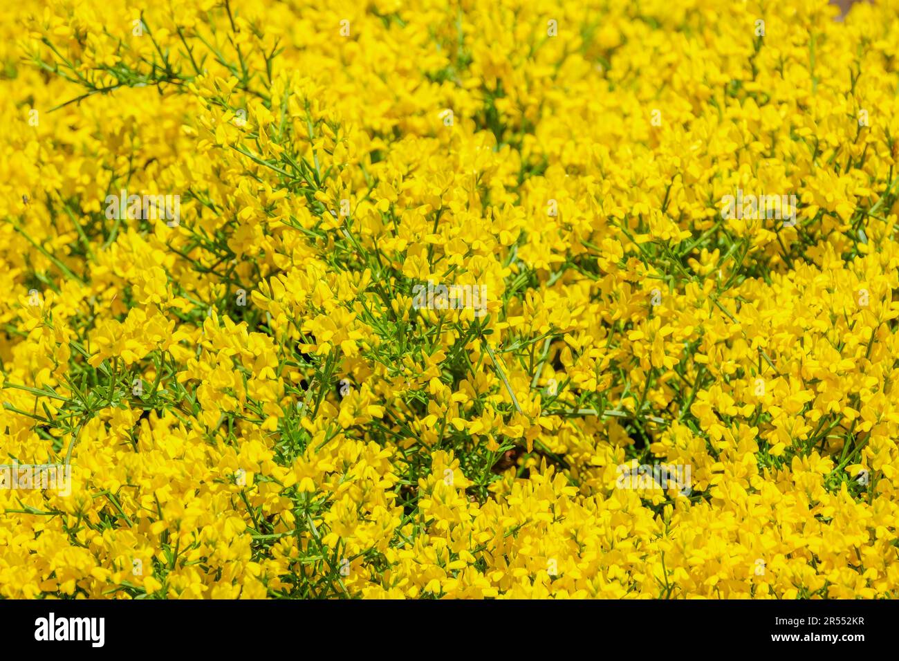 Genista lydia, Lydian broom, dwarf broom, common woadwaxen,  dwarf shrub, yellow pea-like flowers Stock Photo