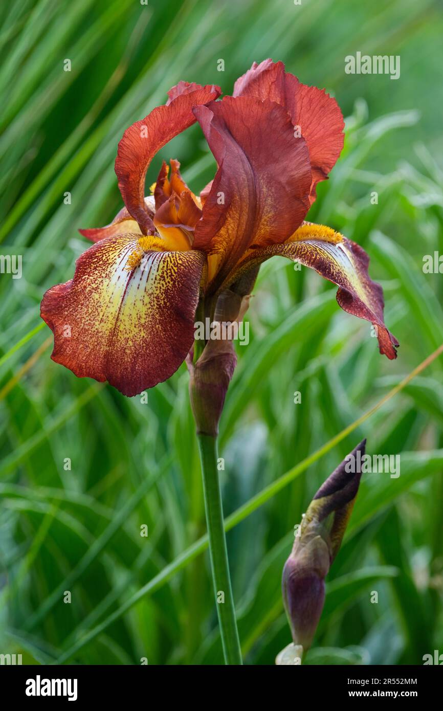 Iris Kent Pride, tall bearded iris, perennial, chestnut-brown standards, cream-yellow petal centres, brown streaking, Stock Photo