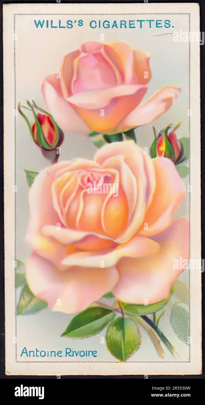 Antoine Rivoire Rose - Vintage Cigarette Card Stock Photo
