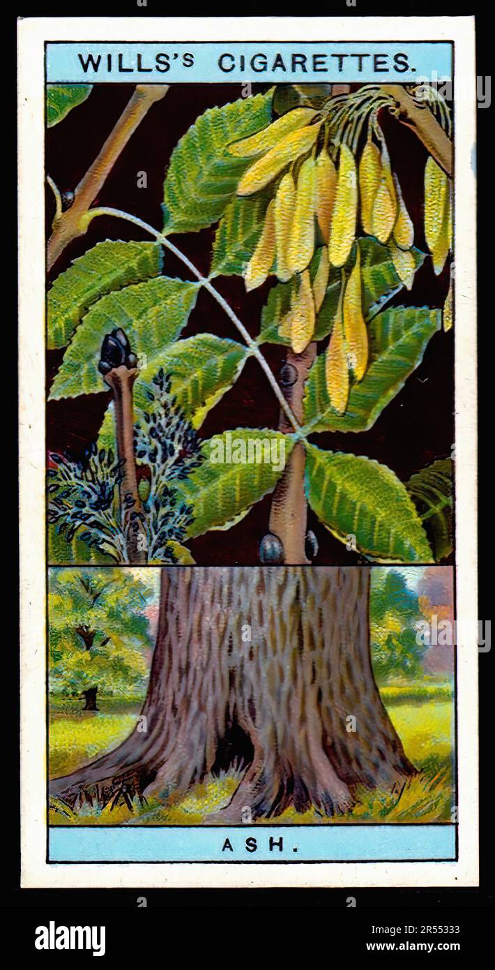 Ash Tree 002 - Vintage Cigarette Card Stock Photo