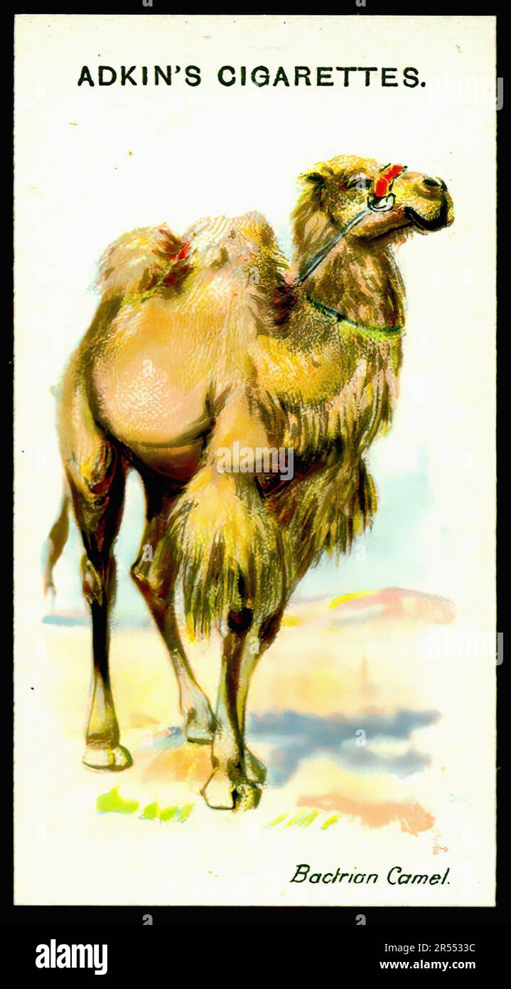 camel cigarettes singapore Camel (tobacco) camel cigarettes singapore Camel (tobacco)