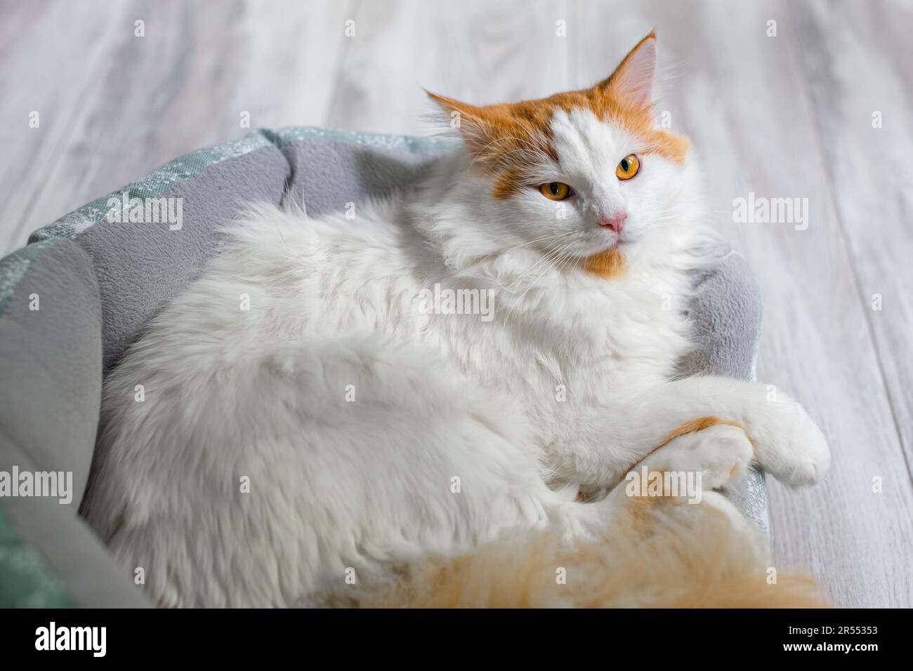 domestic white cat lies in a couch Stock Photo - Alamy
