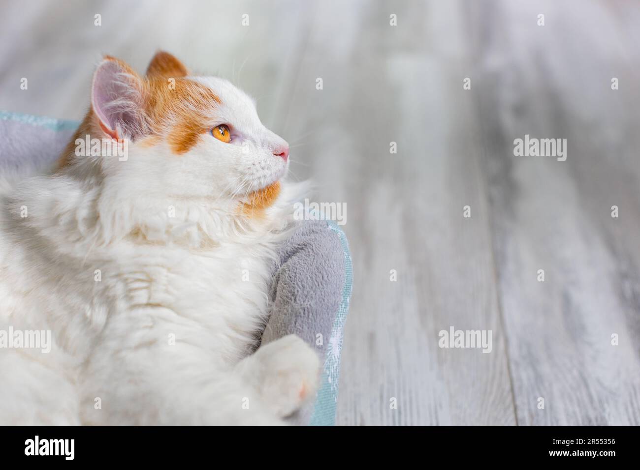 domestic white cat lies in a couch Stock Photo - Alamy