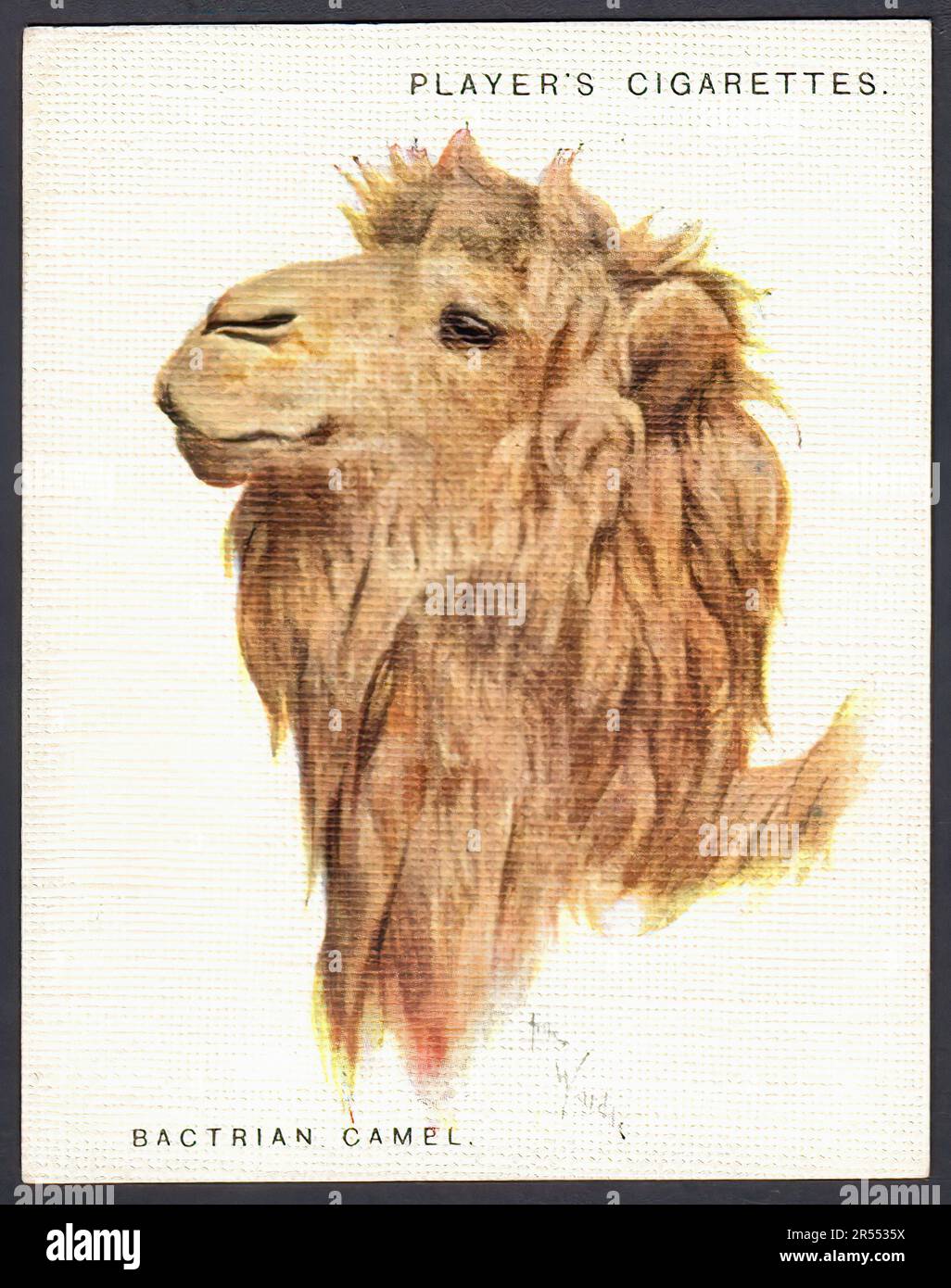 Camel cigarette hi-res stock photography and images