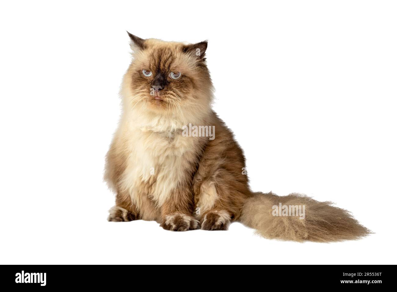 Portrait of a beige cat with a sad face expression isolated over white  background. Cat face meme concept Stock Photo - Alamy