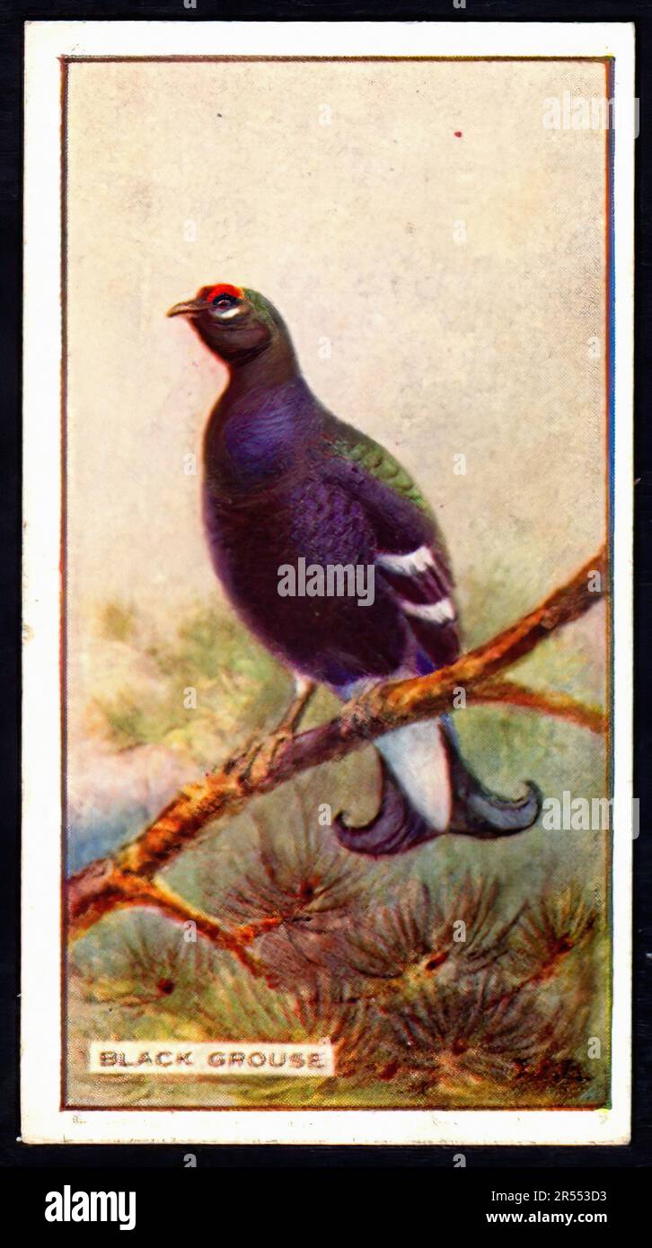 Resort Grouse Mountain Lodge, Whitefish