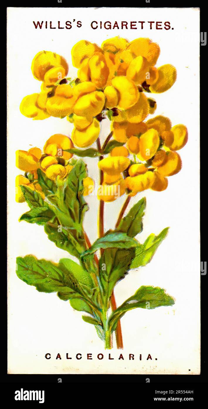 Calceolaria - Vintage Cigarette Card Stock Photo