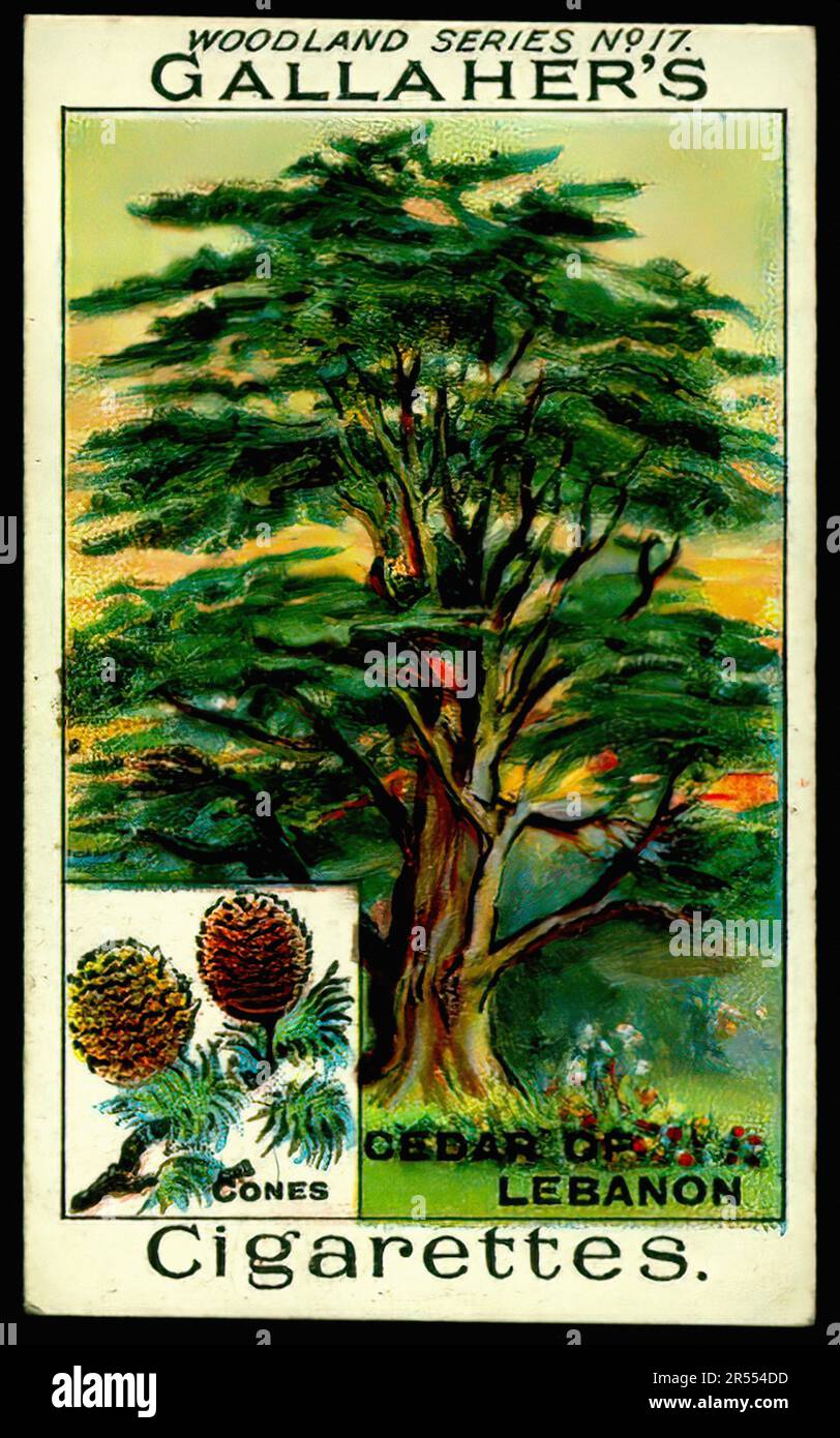 Cedar of Lebanon Vintage Cigarette Card Stock Photo Alamy