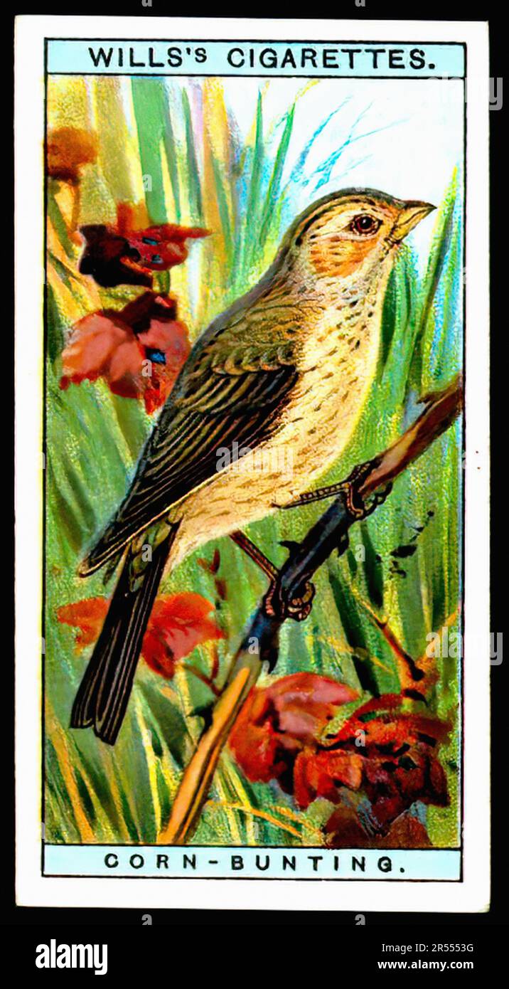 corn cigarettes Corn-Bunting - Vintage Cigarette Card Stock Photo