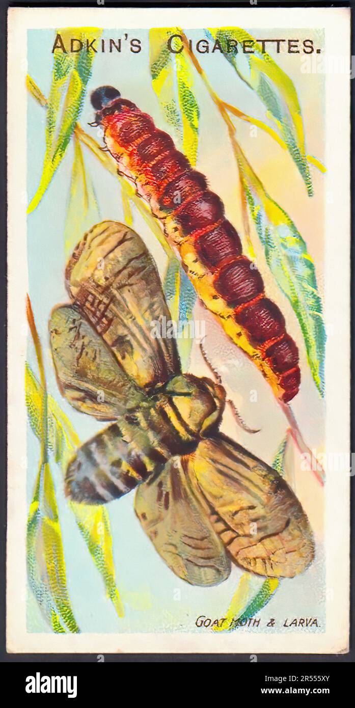 cigarette moth Goat Moth - Vintage Cigarette Card Stock Photo