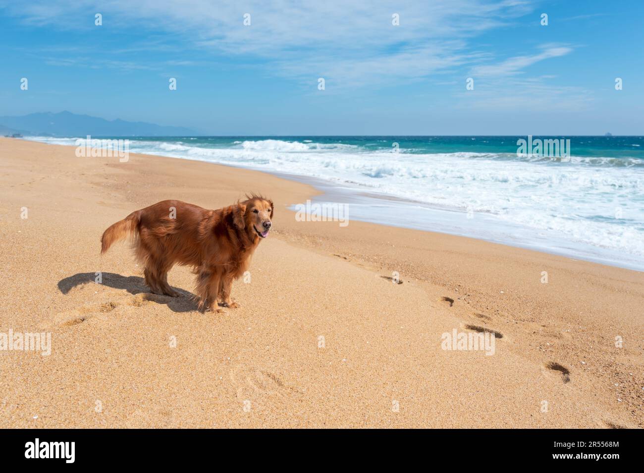 Golden Retriever playing on the beach by the sea Stock Photo - Alamy