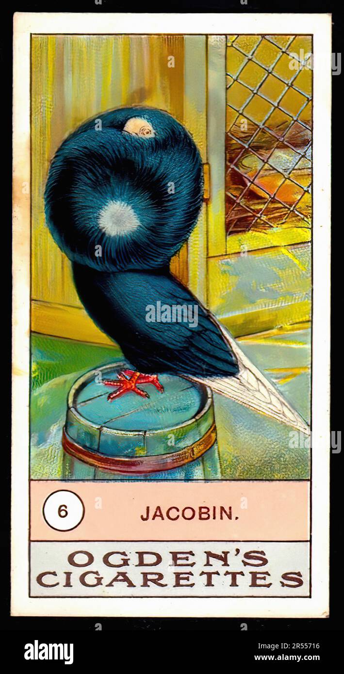Jacobin Pigeon - Vintage Cigarette Card Stock Photo
