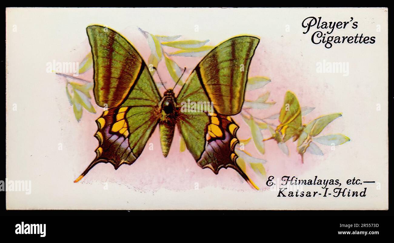 butterfly cigarette cards Kaiser - I - Hind Butterfly - Vintage Cigarette Card Stock Photo