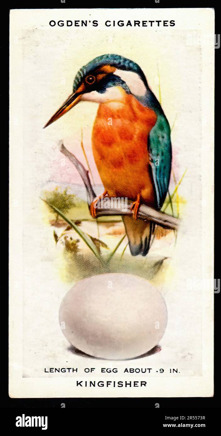 kingfisher cigarette Kingfisher - Vintage Cigarette Card Stock Photo
