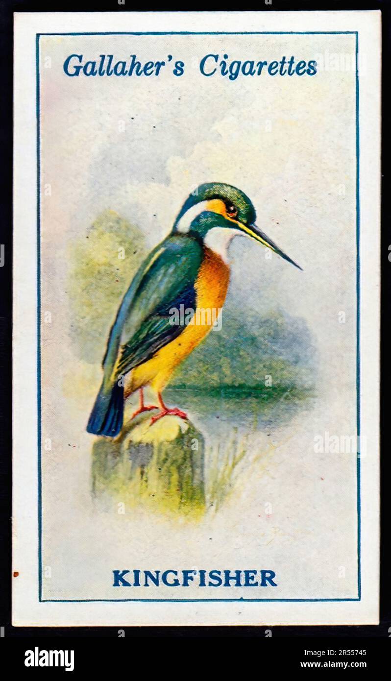 kingfisher cigarette Kingfisher 005 - Vintage Cigarette Card Stock Photo