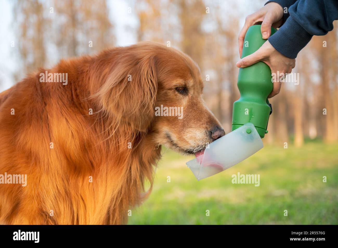 Golden Retriever drinking water from water bottle Stock Photo Alamy
