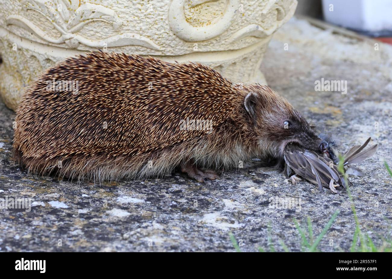 A hedgehog has found a dead bird and is intent on consuming it Stock Photo