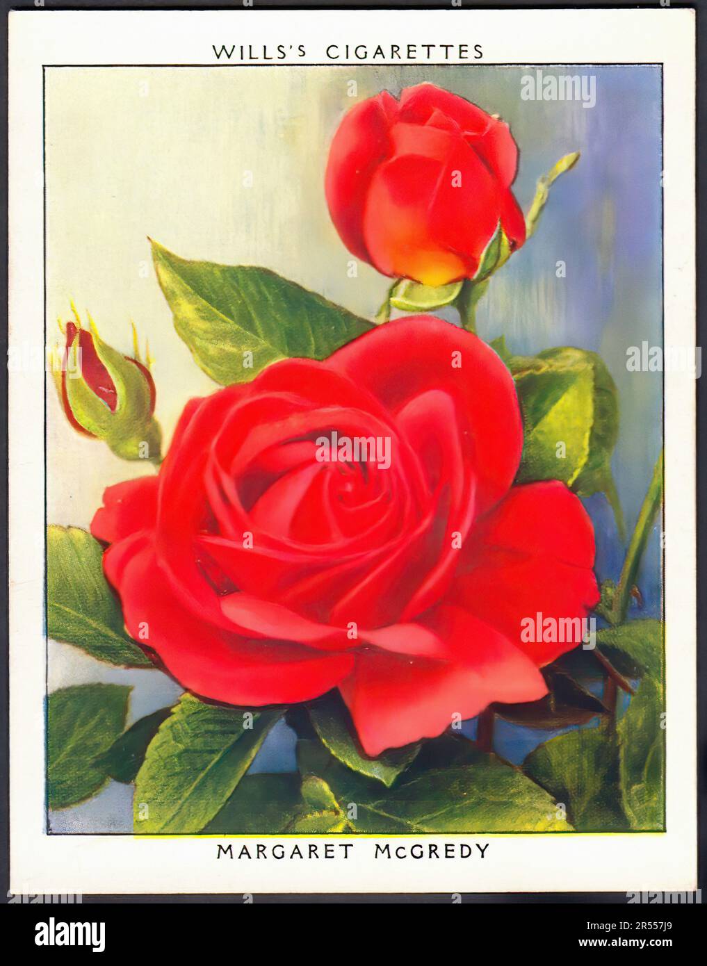 Mcgredy Roses Mcgredy rose hi-res stock photography and images - Alamy