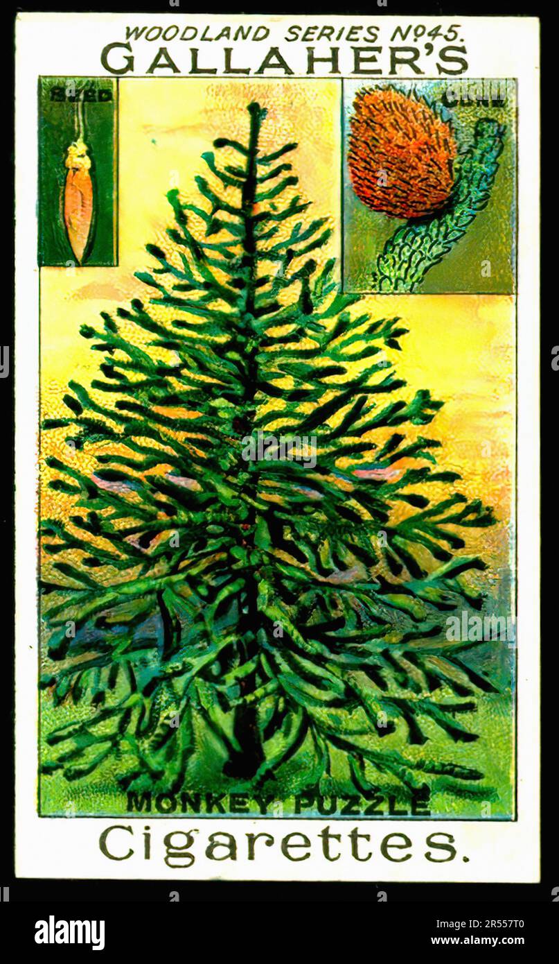 Monkey Puzzle Tree - Vintage Cigarette Card Stock Photo