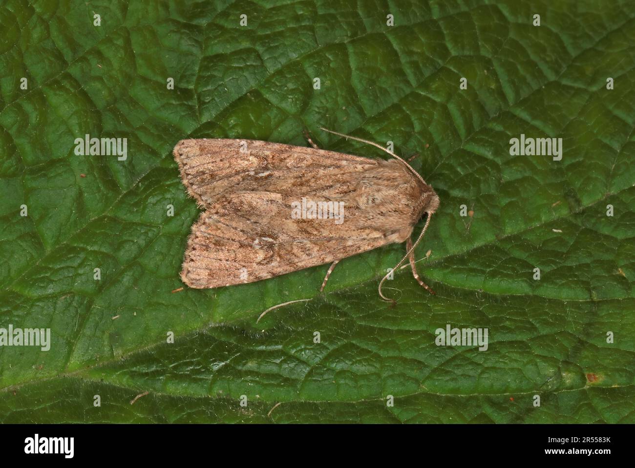 Large Nutmeg (Apamea anceps) adult at rest on a leaf  Eccles-on-Sea, Norfolk, Uk                 May Stock Photo