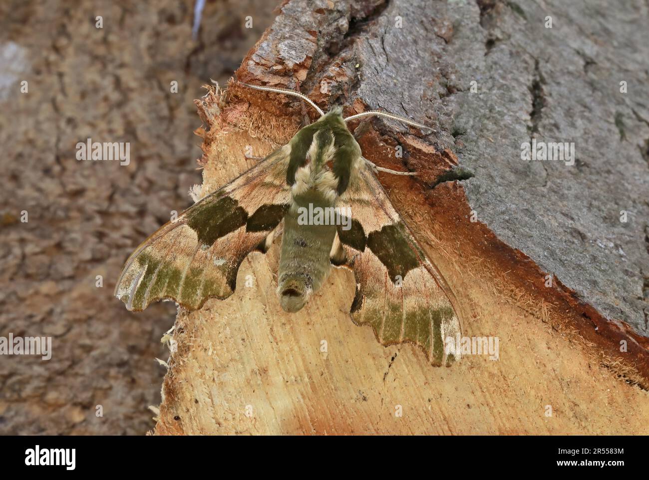 Lime Hawk-moth (Mimas tiliae) adult at rest on chopped wood  Eccles-on-Sea, Norfolk, Uk                 May Stock Photo