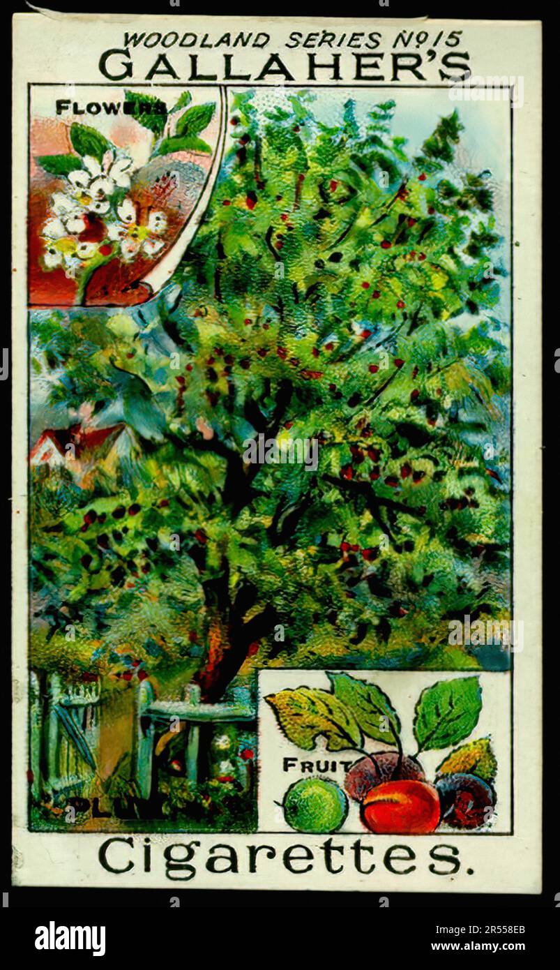Plum Tree - Vintage Cigarette Card Stock Photo