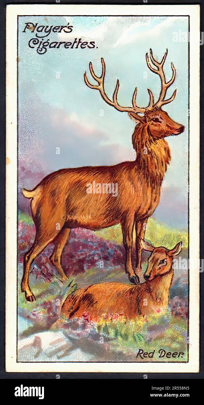 Red Deer - Vintage Cigarette Card Stock Photo