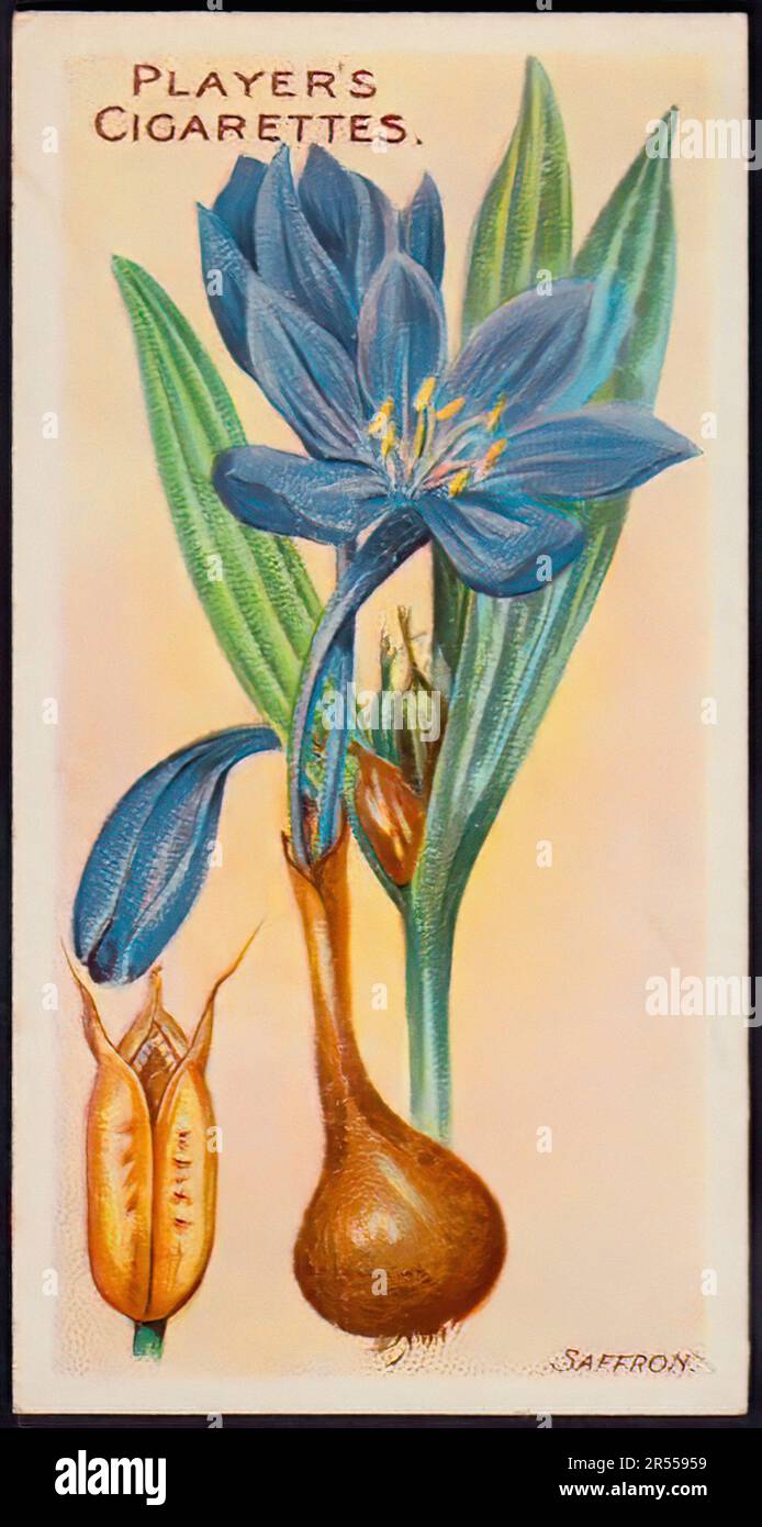 Saffron Vintage Cigarette Card Stock Photo Alamy