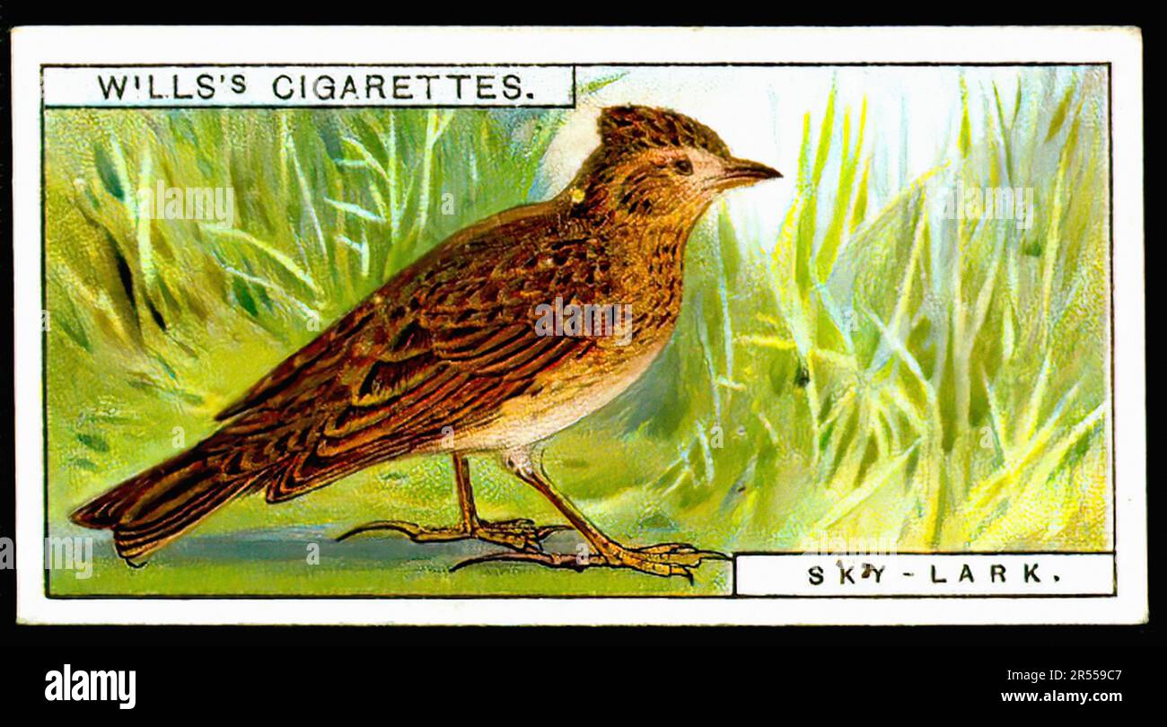 The Skylark - Vintage Cigarette Card Stock Photo
