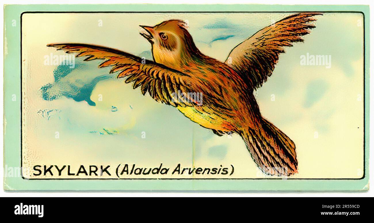 The Skylark - Vintage Cigarette Card Stock Photo