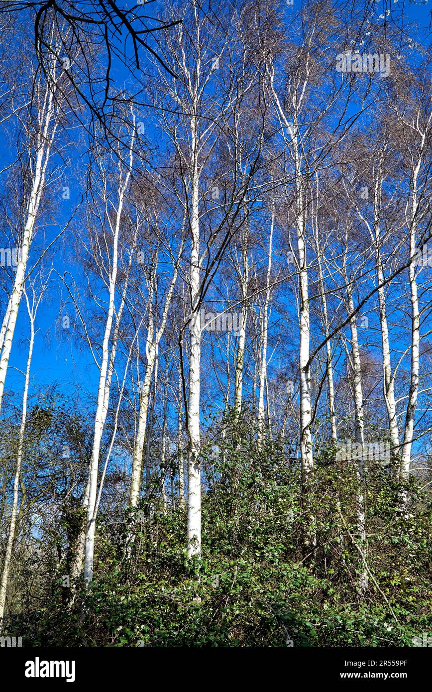 Silver birch tree winter. Betula pendula European white birch. England UK Stock Photo
