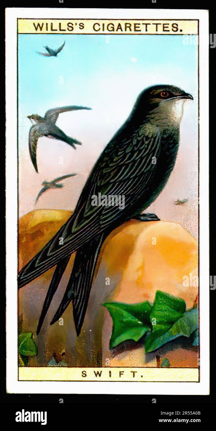 swift cigarette Swift 001 - Vintage Cigarette Card Stock Photo