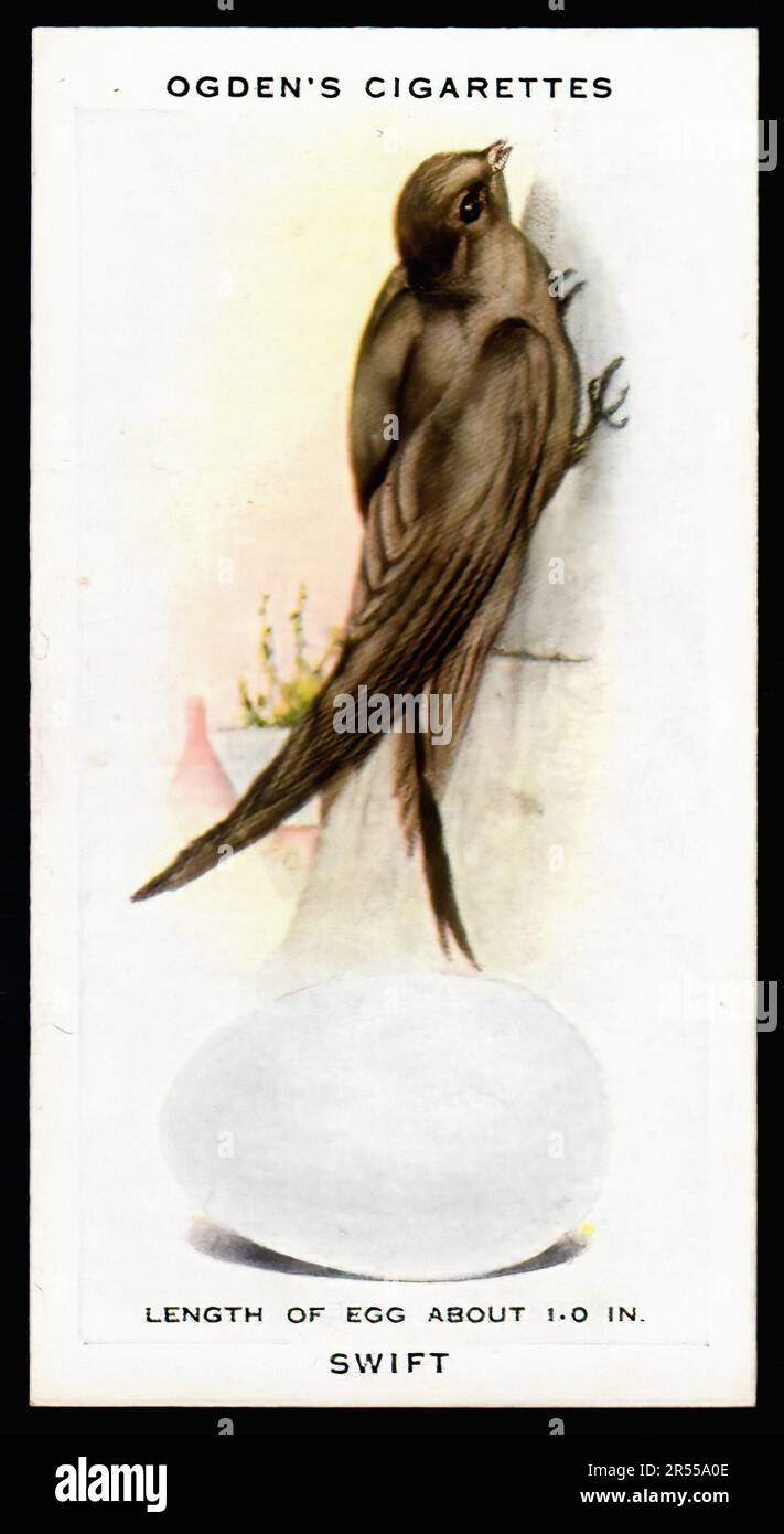 swift cigarette Swift - Vintage Cigarette Card Stock Photo