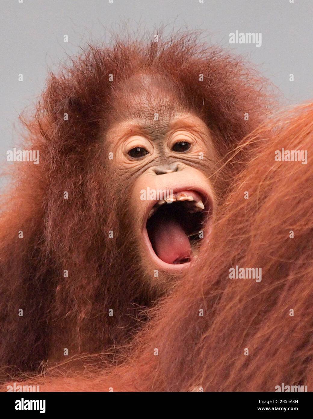 THE GRUMPIEST face orangutan has been captured displaying all of our ...