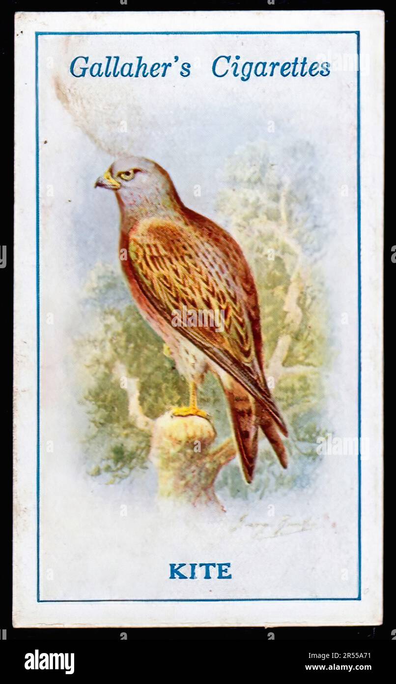 kite cigarettes Rothmans cigarette packet in Antique Tobacciana Graphic kite hi-res stock photography