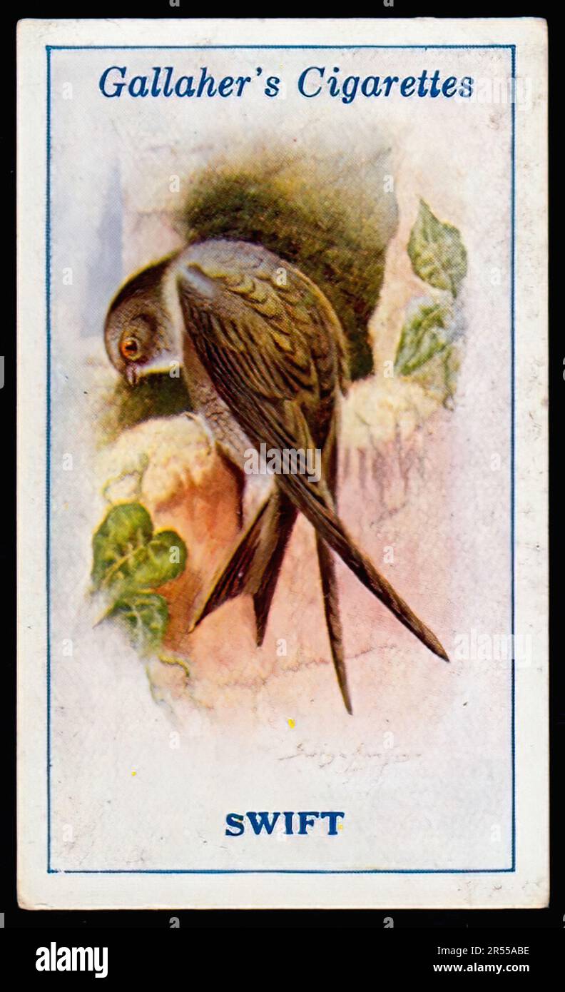 swift cigarette The Swift - Vintage Cigarette Card Stock Photo