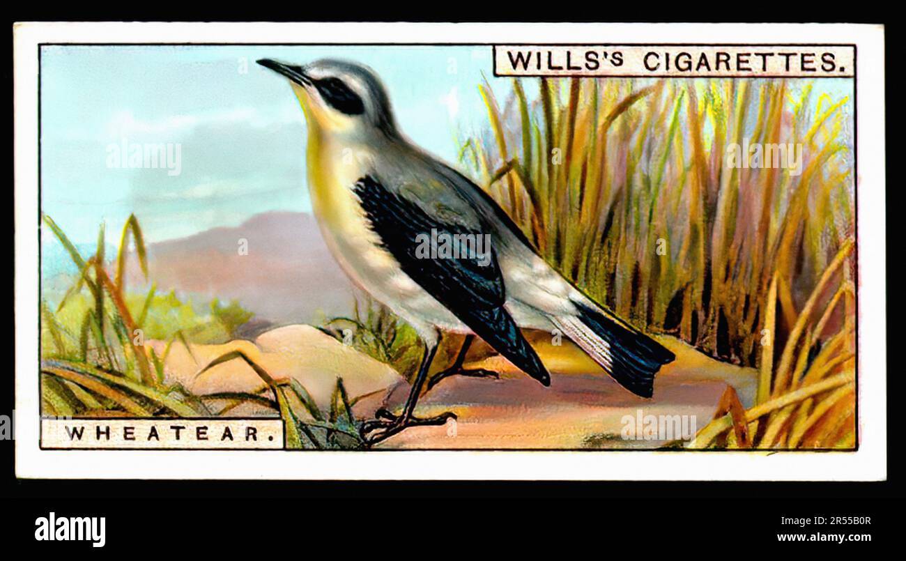 Wheatear Vintage Cigarette Card Stock Photo Alamy
