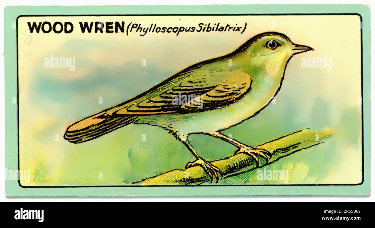 Wren Bird Vintage Art | Greeting Card Wren Bird Vintage Art | Greeting Card