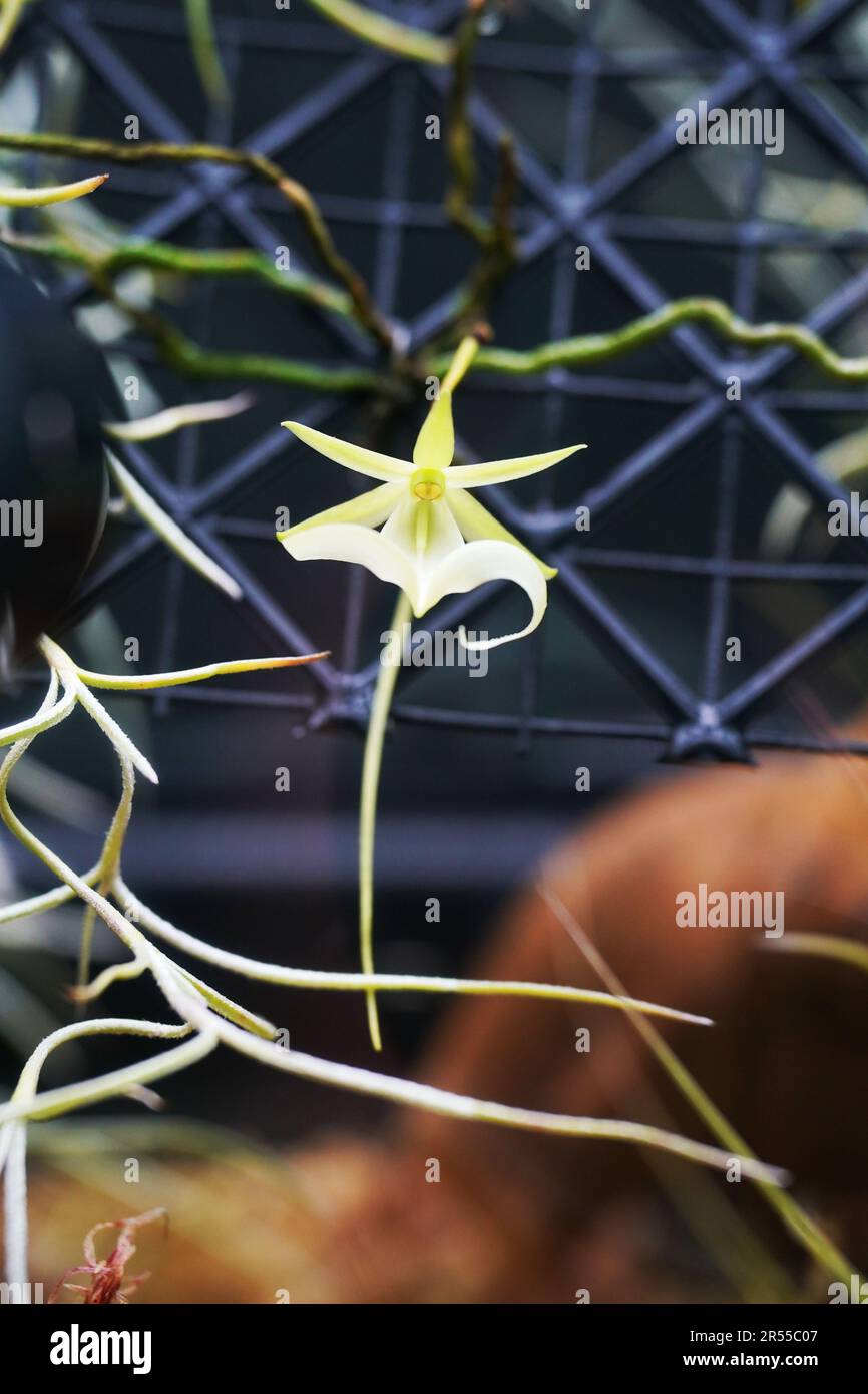 A Florida ghost orchid blooms at the Royal Botanic Gardens, Kew