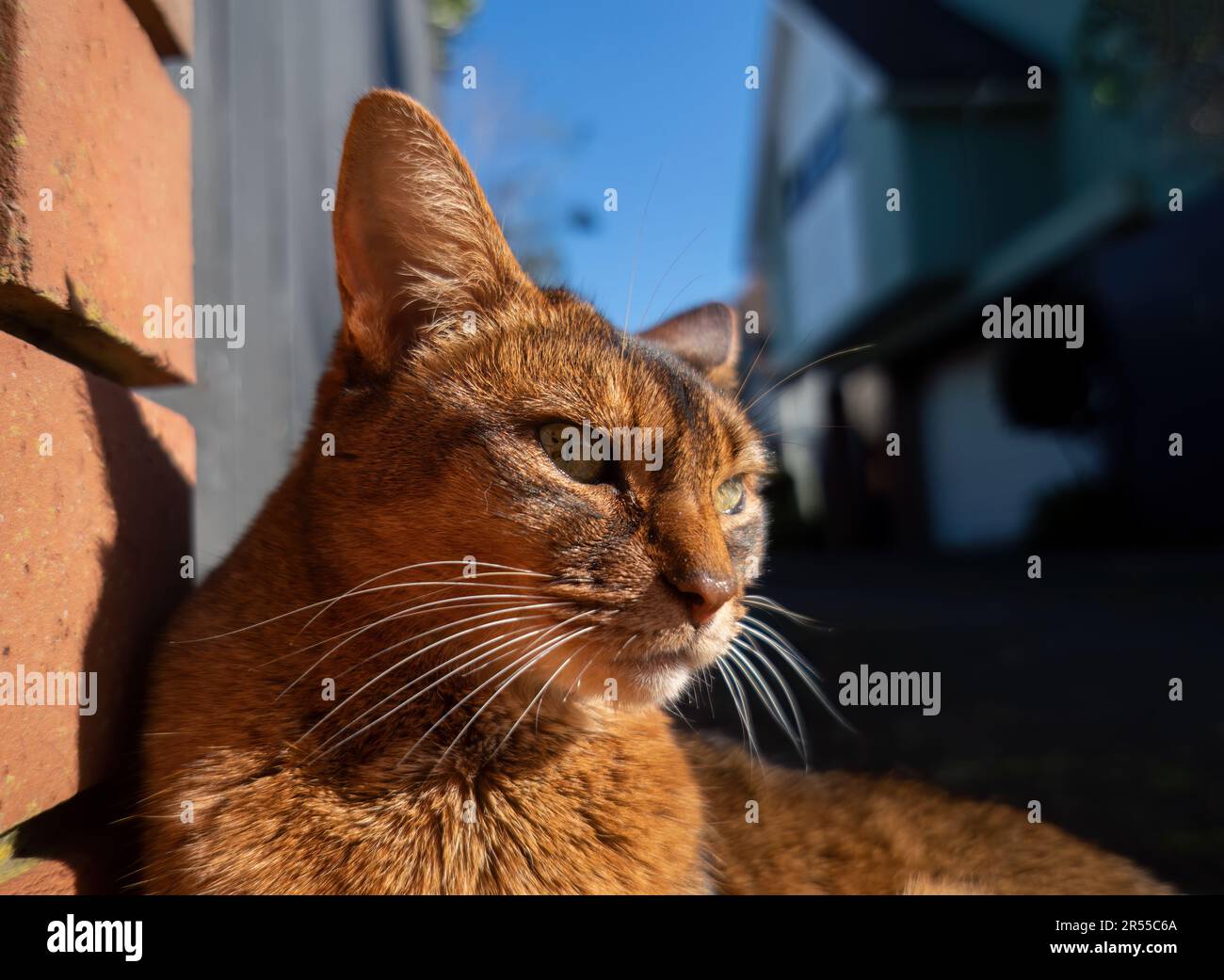 Close-up image of a cat relaxing under the Sun by brick wall at a street corner. Stock Photo