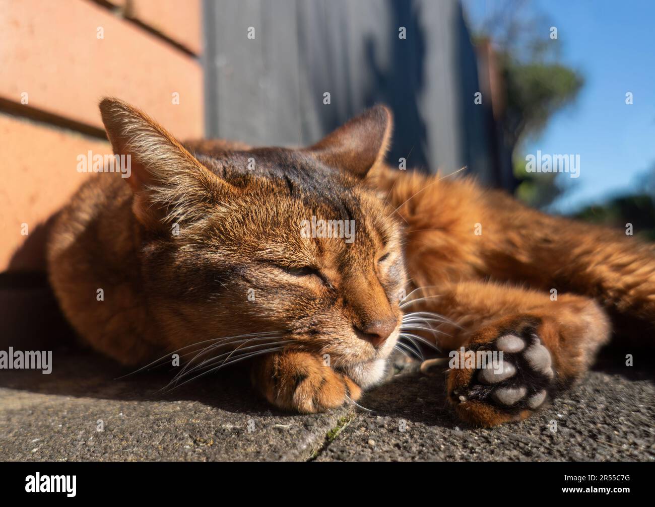 A cat relaxing under the Sun by brick wall at a street corner. Stock Photo