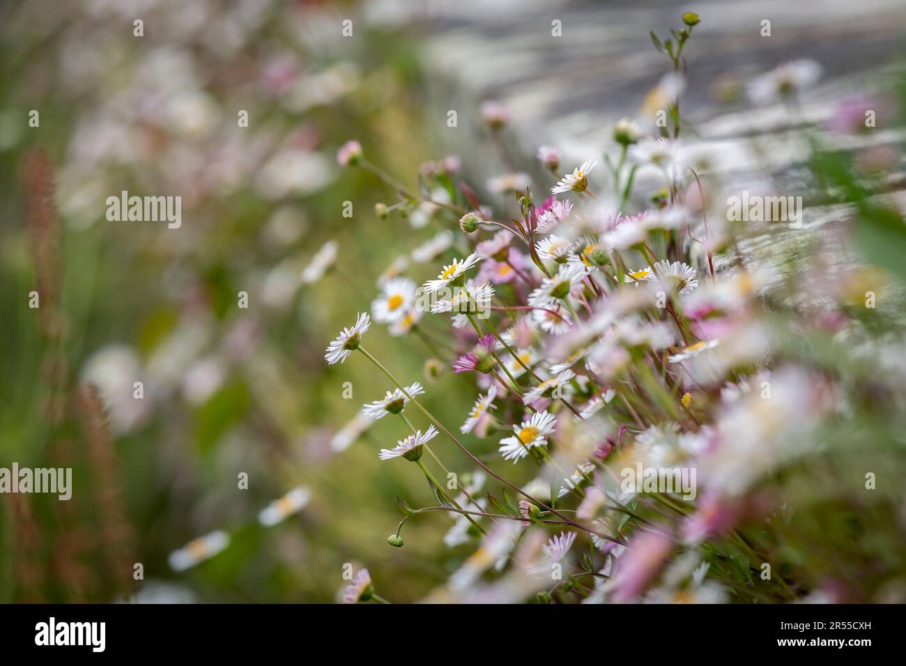 Fleabane daisies growing over a wall, with selective focus Stock Photo