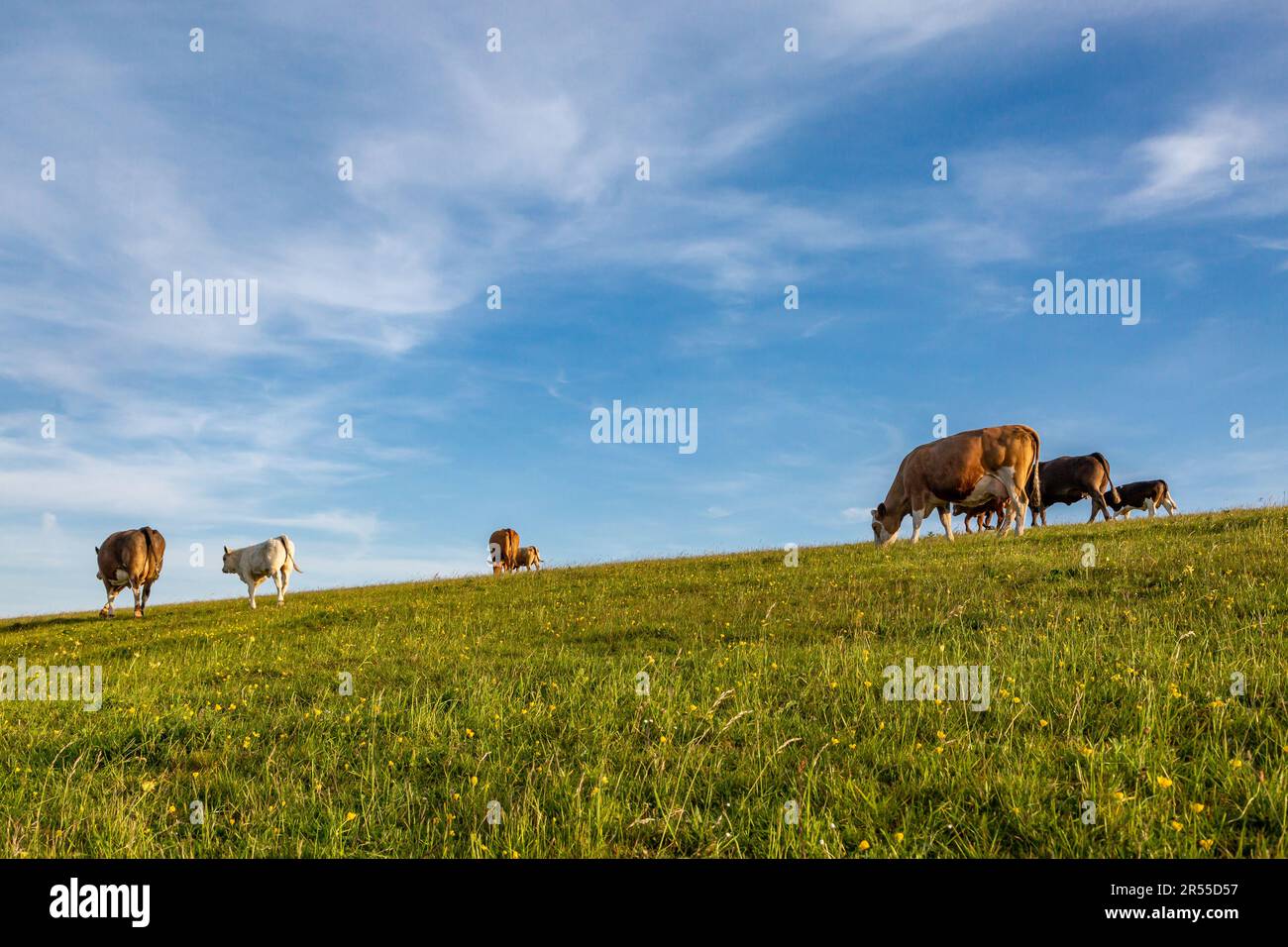 Cows grazing at Firle Beacon on a sunny spring evening Stock Photo