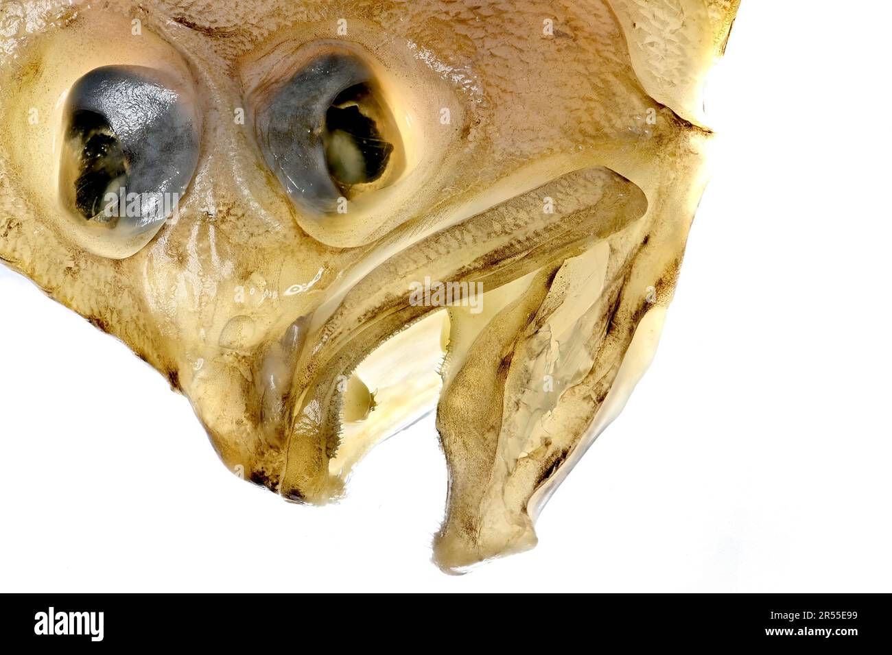 Megrim / Megrim Sole / Whiff / Cornish Sole (Lepidorhombus whiffiagonis) left-eyed flatfish -lit from behind Stock Photo