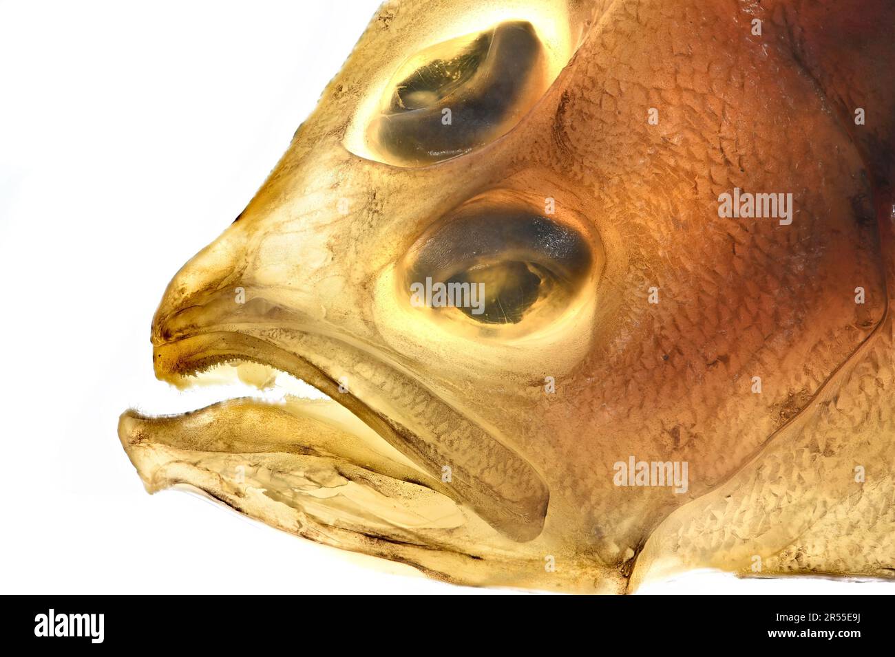 Megrim / Megrim Sole / Whiff / Cornish Sole (Lepidorhombus whiffiagonis) left-eyed flatfish -lit from behind Stock Photo
