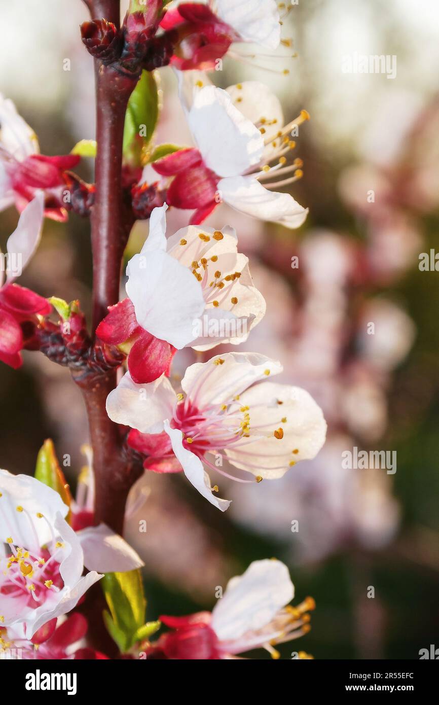closeup of apple blossom in the garden. floral background on a warm april day Stock Photo