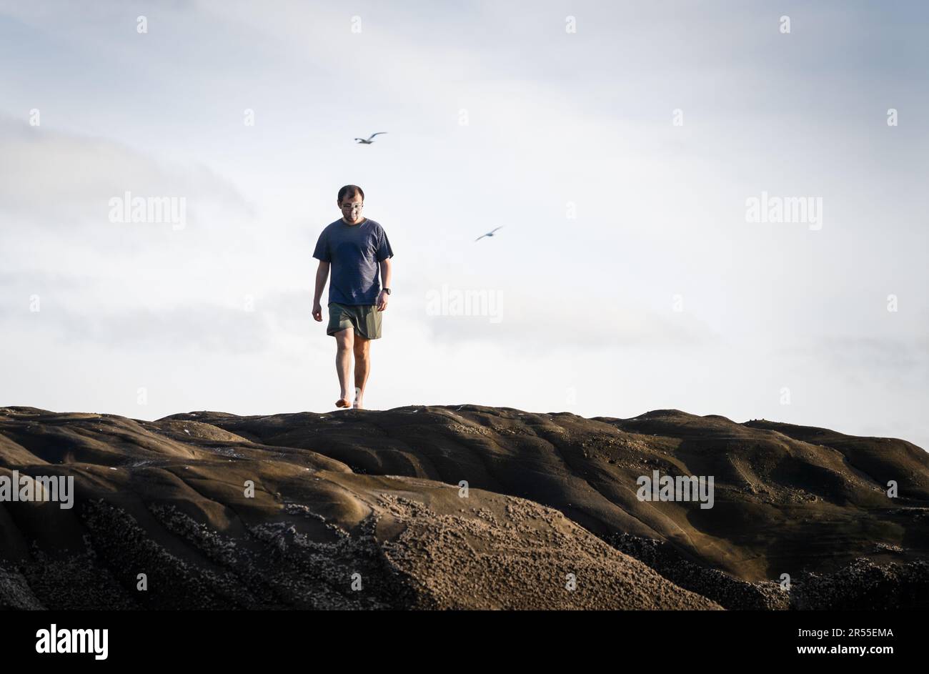 Man walking barefoot on rocks at Muriwai beach with gannets flying overhead. Auckland. Stock Photo