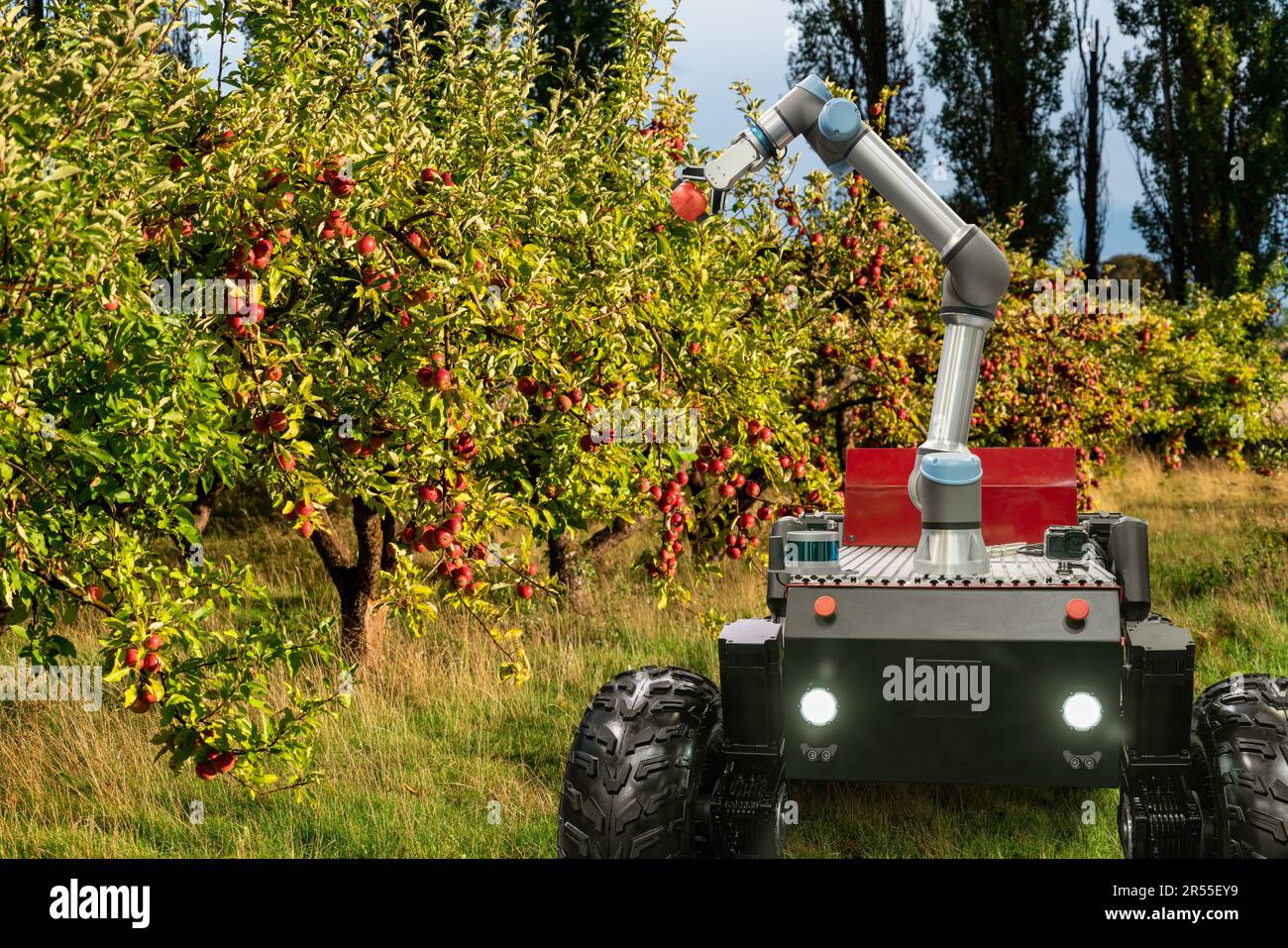 Autonomous robot harvester with robotic arm harvesting apples on a smart farm. Concept. High quality photo Stock Photo
