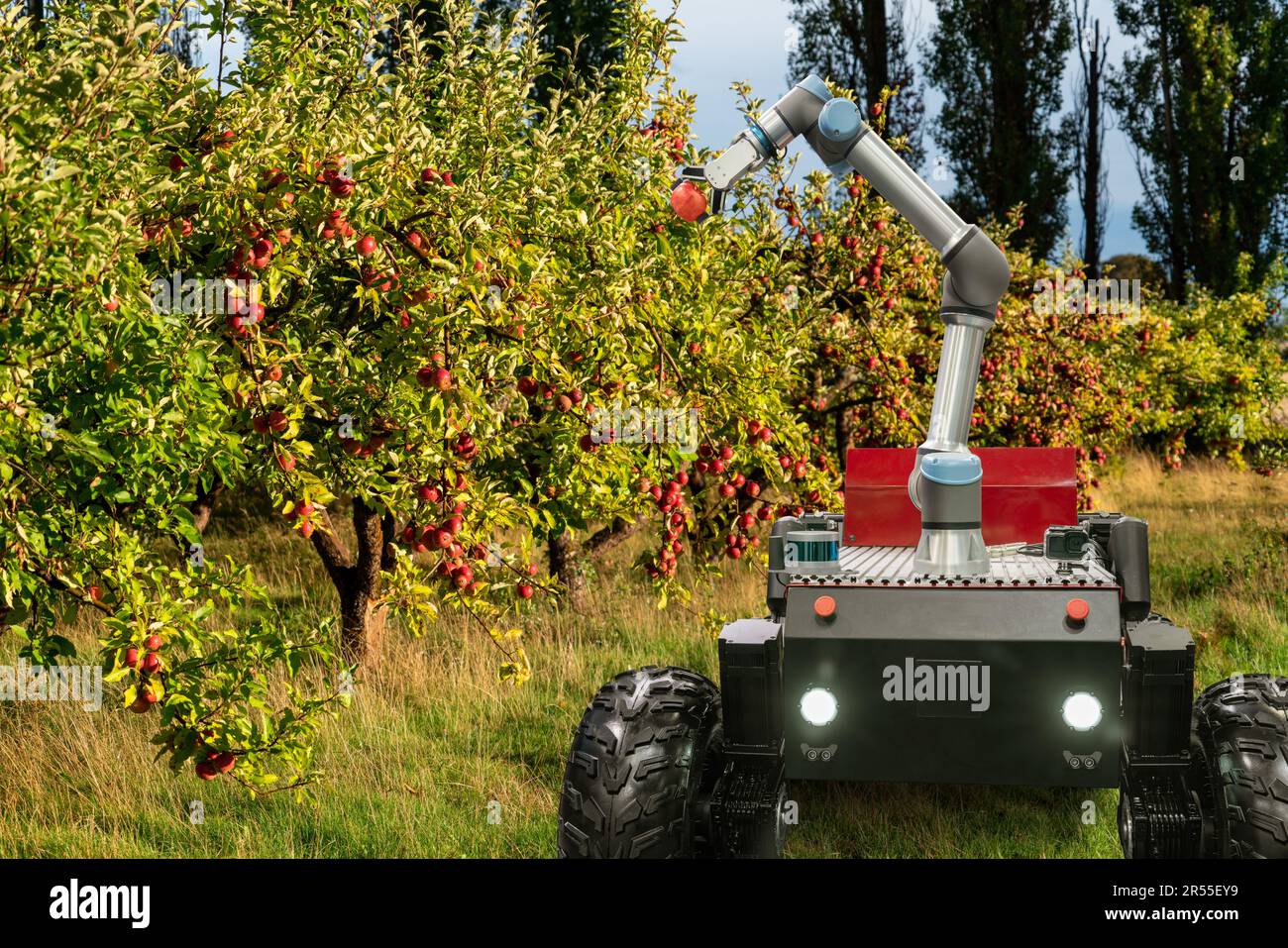 Autonomous robot harvester with robotic arm harvesting apples on a ...
